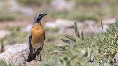 White-throated Robin - Irania gutturalis - Taşbülbülü