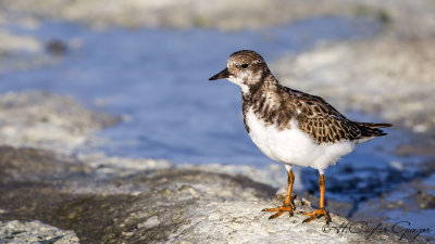 Ruddy Turnstone - Arenaria interpres - Taşçeviren