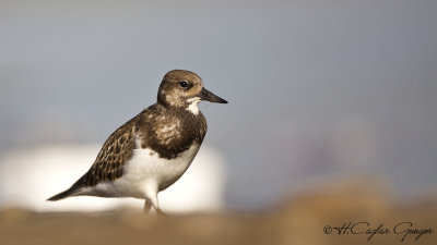 Ruddy Turnstone - Arenaria interpres - Taşçeviren