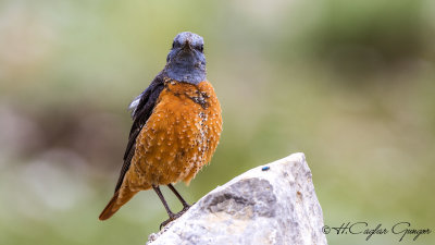 Common Rock Thrush - Monticola saxatilis - Taşkızılı