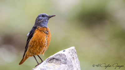 Common Rock Thrush - Monticola saxatilis - Taşkızılı