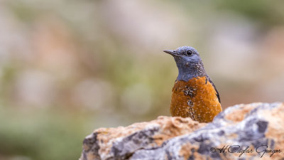 Common Rock Thrush - Monticola saxatilis - Taşkızılı