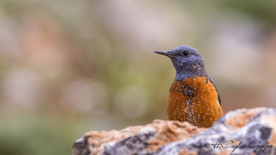 Common Rock Thrush - Monticola saxatilis - Taşkızılı