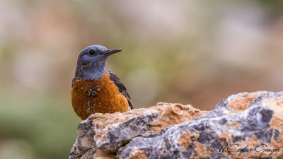 Common Rock Thrush - Monticola saxatilis - Taşkızılı