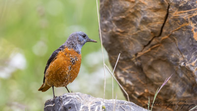 Common Rock Thrush - Monticola saxatilis - Taşkızılı