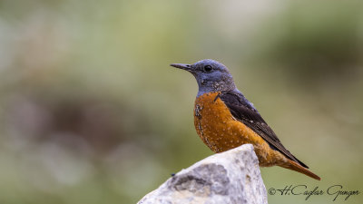 Common Rock Thrush - Monticola saxatilis - Taşkızılı