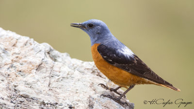 Common Rock Thrush - Monticola saxatilis - Taşkızılı