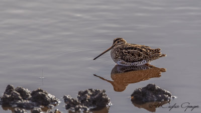 Common Snipe - Gallinago gallinago - Suçulluğu