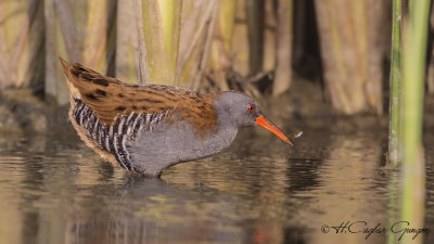 Water Rail - Rallus aquaticus - Sukılavuzu
