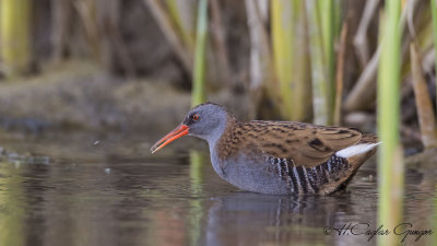 Water Rail - Rallus aquaticus - Sukılavuzu
