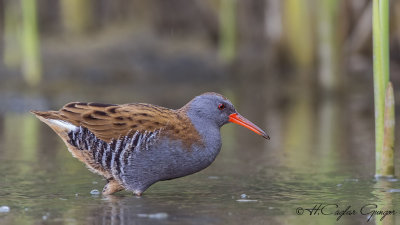 Water Rail - Rallus aquaticus - Sukılavuzu