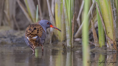 Water Rail - Rallus aquaticus - Sukılavuzu