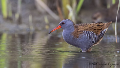 Water Rail - Rallus aquaticus - Sukılavuzu