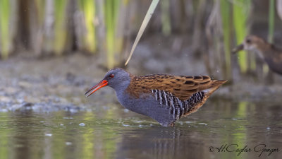 Water Rail - Rallus aquaticus - Sukılavuzu