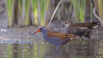 Water Rail - Rallus aquaticus - Sukılavuzu