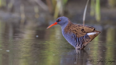 Water Rail - Rallus aquaticus - Sukılavuzu
