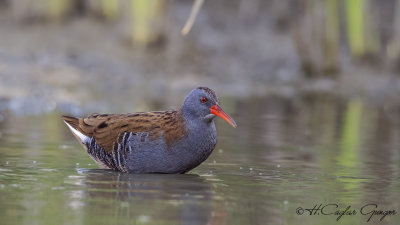 Water Rail - Rallus aquaticus - Sukılavuzu