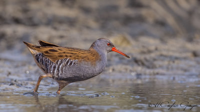 Water Rail - Rallus aquaticus - Sukılavuzu