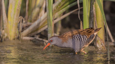 Water Rail - Rallus aquaticus - Sukılavuzu