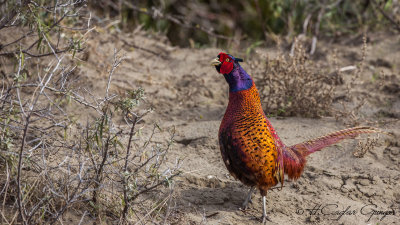 Common Pheasant - Phasianus colchicus - Sülün