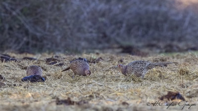 Common Pheasant - Phasianus colchicus - Sülün