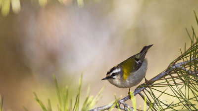 Common Firecrest - Regulus ignicapillus - Sürmeli çalıkuşu