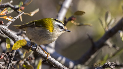 Common Firecrest - Regulus ignicapillus - Sürmeli çalıkuşu