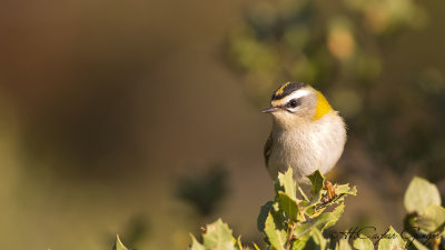 Common Firecrest - Regulus ignicapillus - Sürmeli çalıkuşu