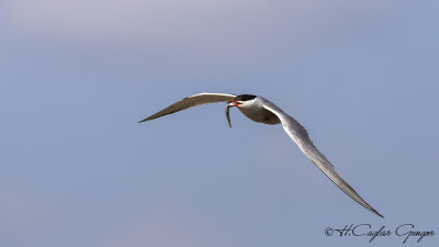 Common Tern - Sterna hirundo - Sumru
