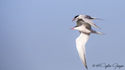 Common Tern - Sterna hirundo - Sumru