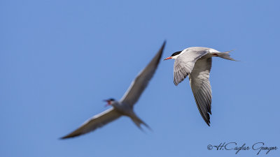 Common Tern - Sterna hirundo - Sumru