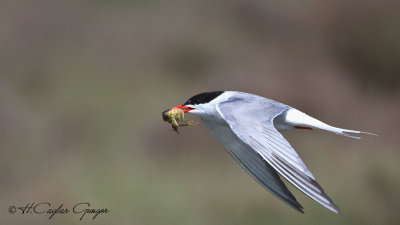 Common Tern - Sterna hirundo - Sumru
