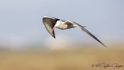 Common Tern - Sterna hirundo - Sumru