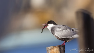Common Tern - Sterna hirundo - Sumru