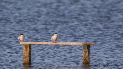 Common Tern - Sterna hirundo - Sumru