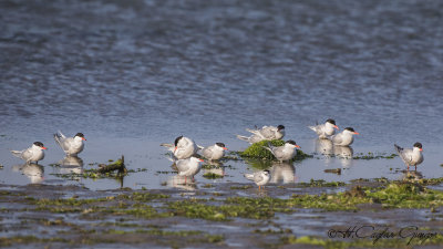 Common Tern - Sterna hirundo - Sumru