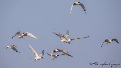Common Tern - Sterna hirundo - Sumru