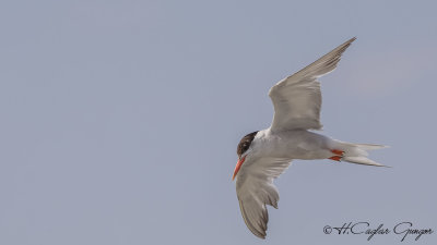 Common Tern - Sterna hirundo - Sumru
