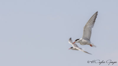 Common Tern - Sterna hirundo - Sumru