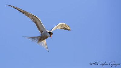Common Tern - Sterna hirundo - Sumru