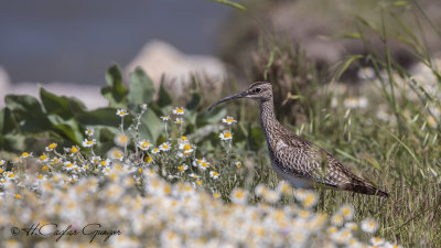 Whimbrel - Numenius phaeopus - Sürmeli kervançulluğu