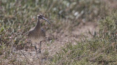 Whimbrel - Numenius phaeopus - Sürmeli kervançulluğu