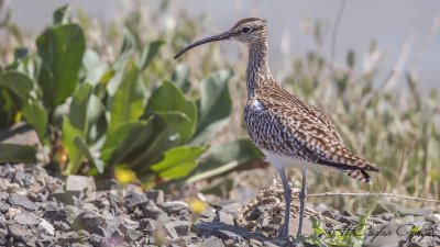 Whimbrel - Numenius phaeopus - Sürmeli kervançulluğu