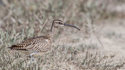 Whimbrel - Numenius phaeopus - Sürmeli kervançulluğu