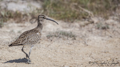 Whimbrel - Numenius phaeopus - Sürmeli kervançulluğu