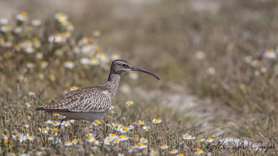 Whimbrel - Numenius phaeopus - Sürmeli kervançulluğu