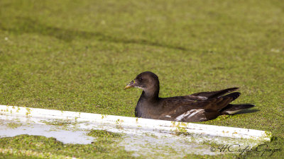 Common Moorhen - Gallinula chloropus - Sutavuğu