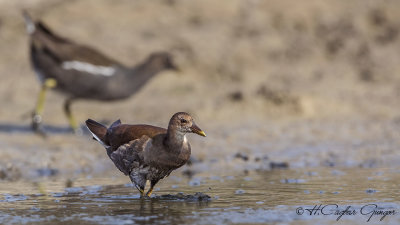 Common Moorhen - Gallinula chloropus - Sutavuğu
