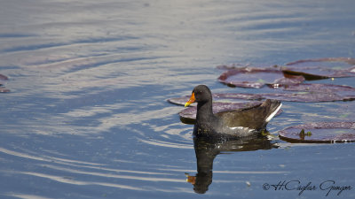 Common Moorhen - Gallinula chloropus - Sutavuğu
