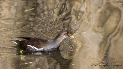 Common Moorhen - Gallinula chloropus - Sutavuğu